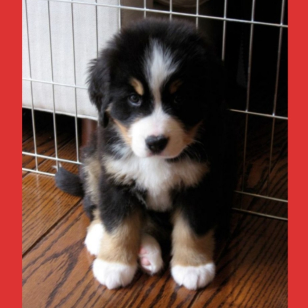 Meet your Posher, Kayma